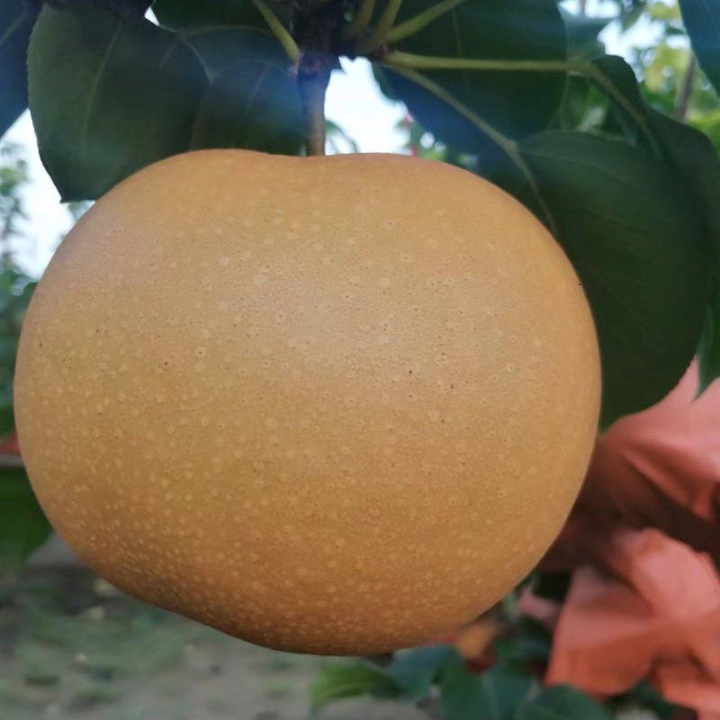 秋月梨，中秋佳节送礼佳品，想要的可以联系我