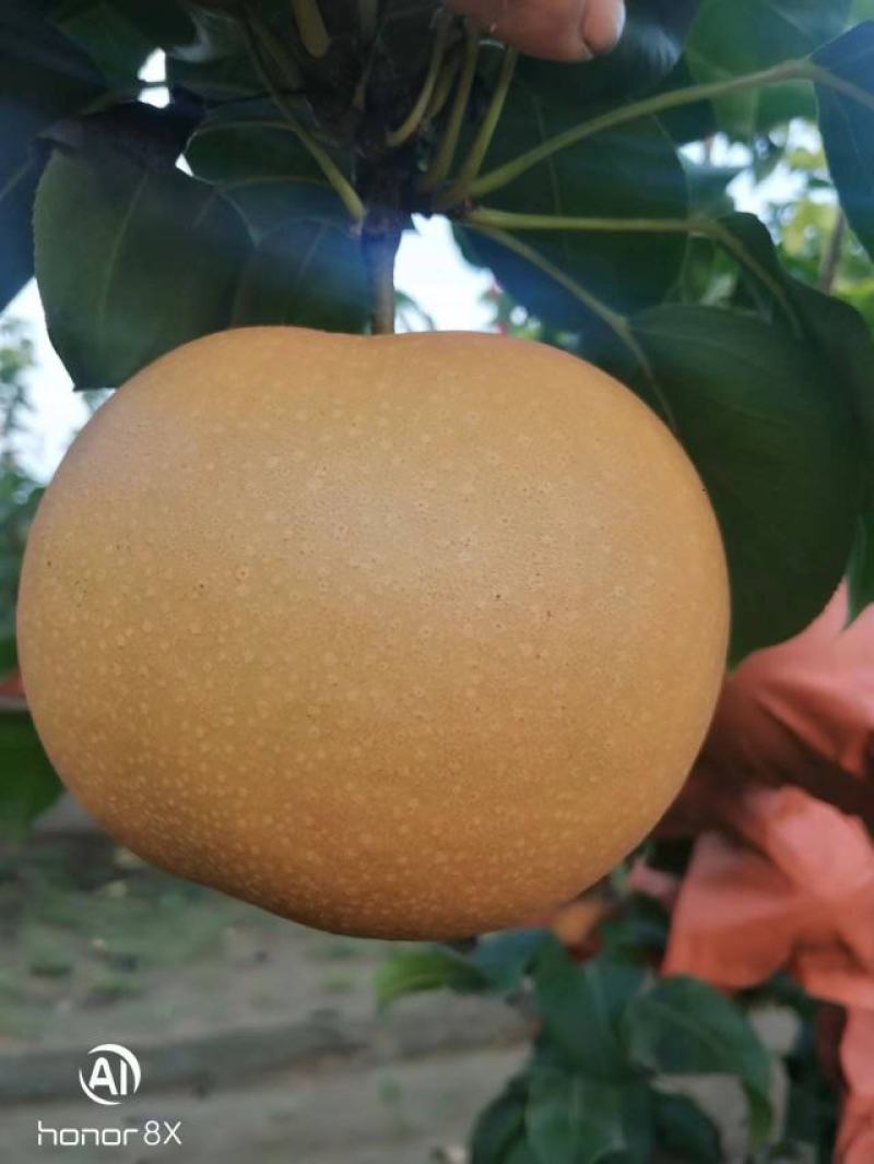 秋月梨，中秋佳节送礼佳品，想要的可以联系我