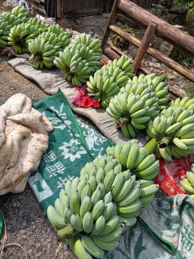 精品云南红河小米蕉，产地直发，一手货源，一件代发，欢迎采