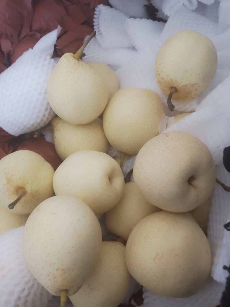 膜代鸭梨