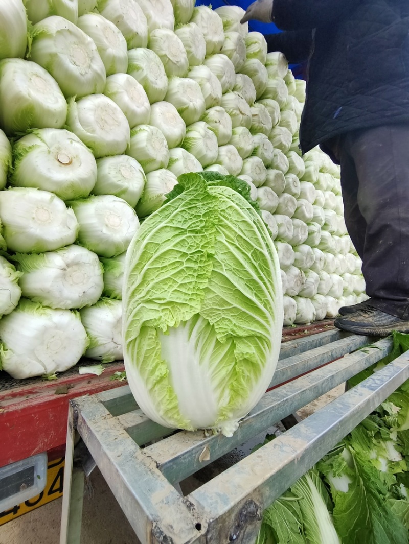 黄心白菜，玲珑黄，标准4.5.6.斤，好储存耐运输，