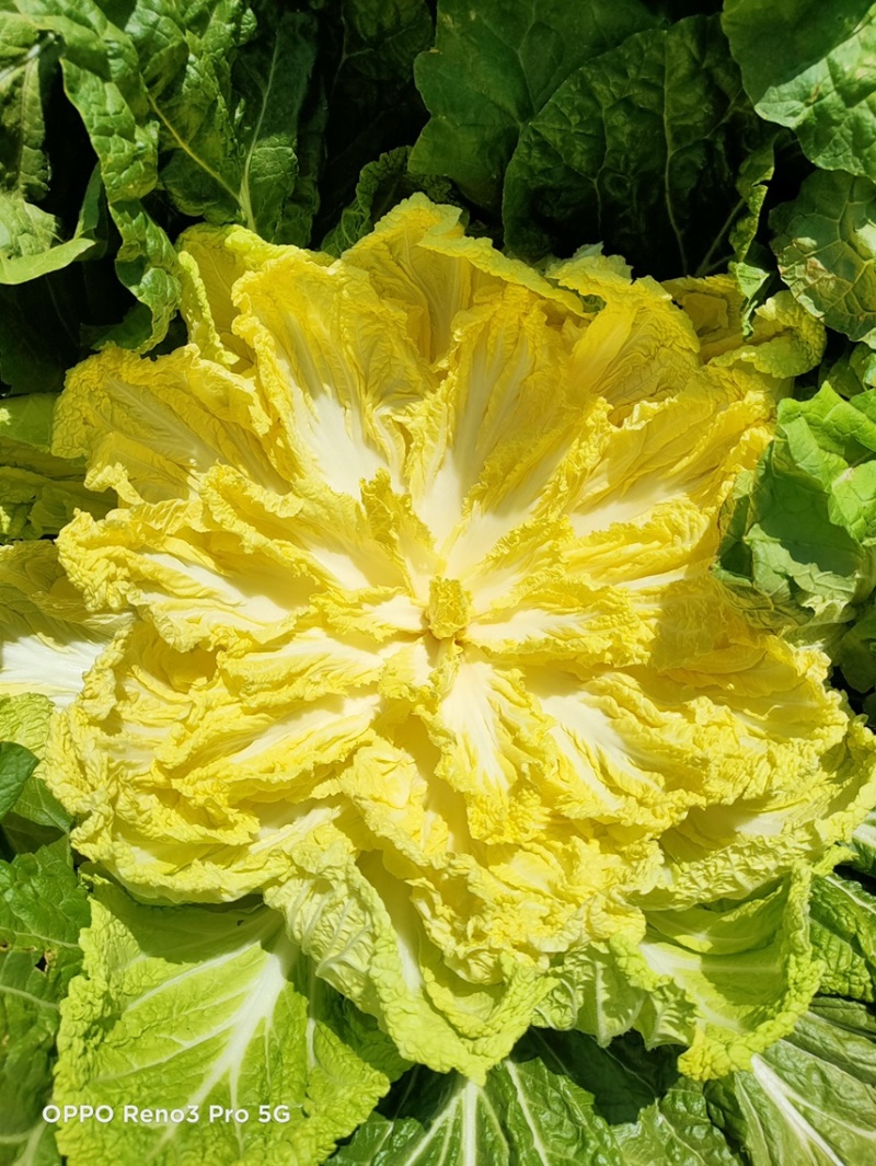黄心白菜，玲珑黄，标准4.5.6.斤，好储存耐运输，