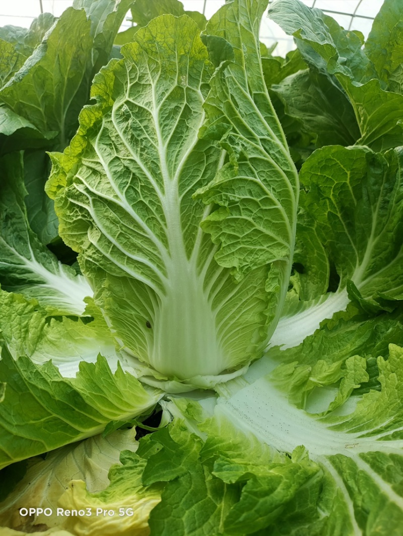 黄心白菜，玲珑黄，标准4.5.6.斤，好储存耐运输，