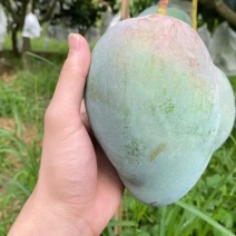 精品芒果一手货源视频看货品质保证以质论价欢迎联系