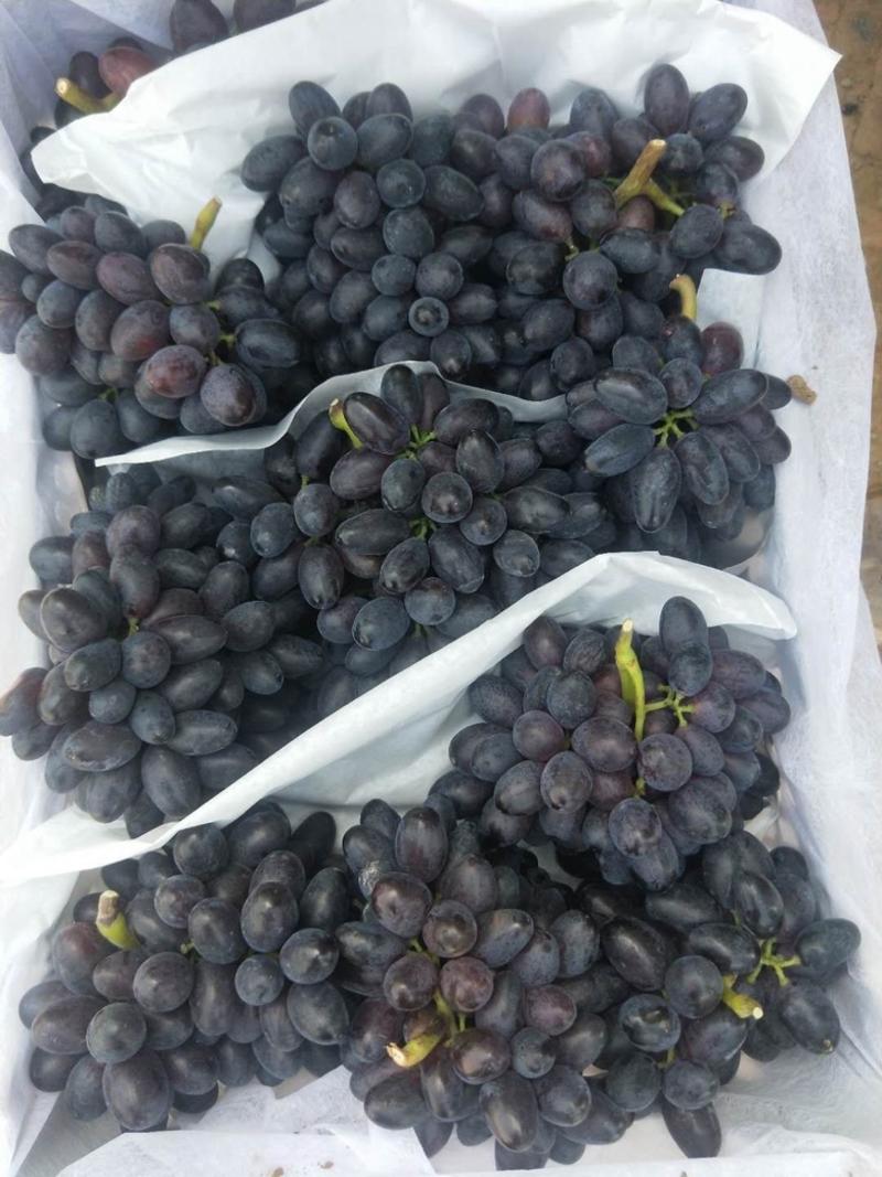 河北紫甜无核A17葡萄大量上市，对接商超一手货源