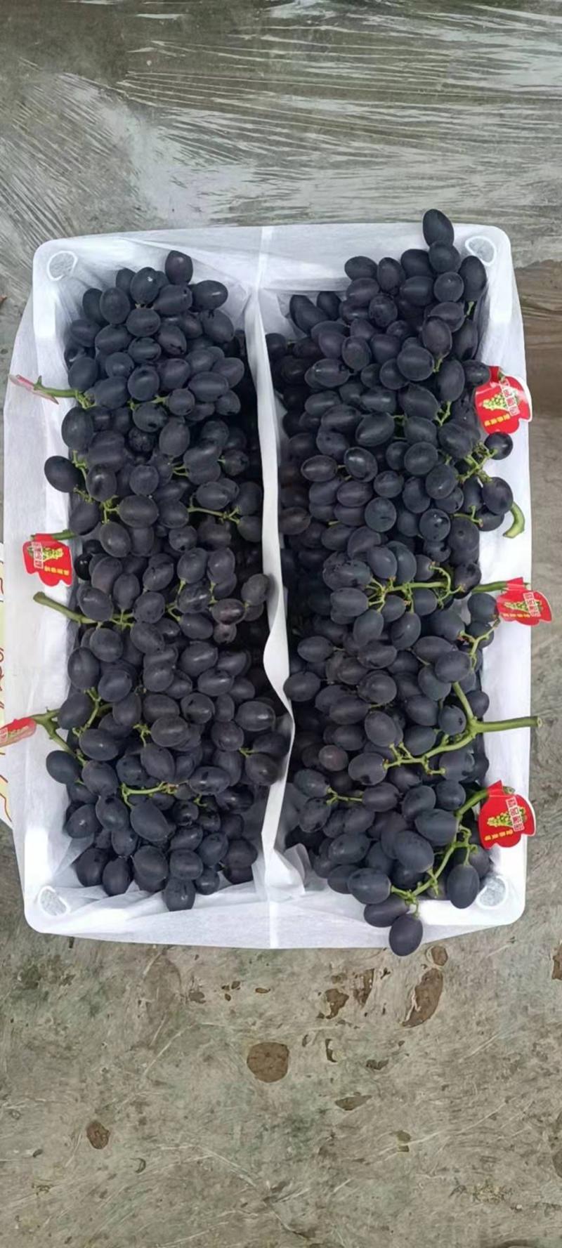 河北紫甜无核A17葡萄大量上市，对接商超一手货源