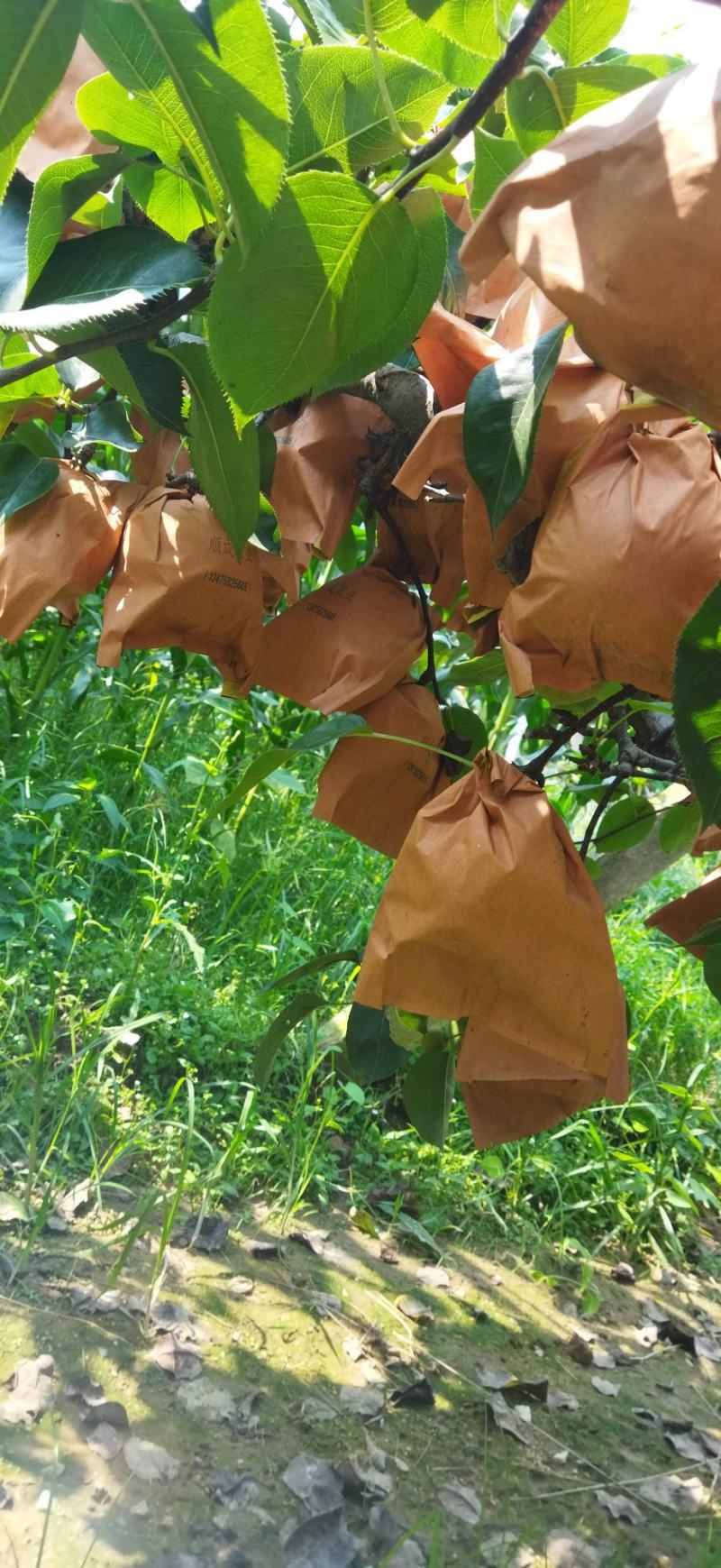 莱西市黄金梨，口感好，果肉脆甜，想要的老板联系我