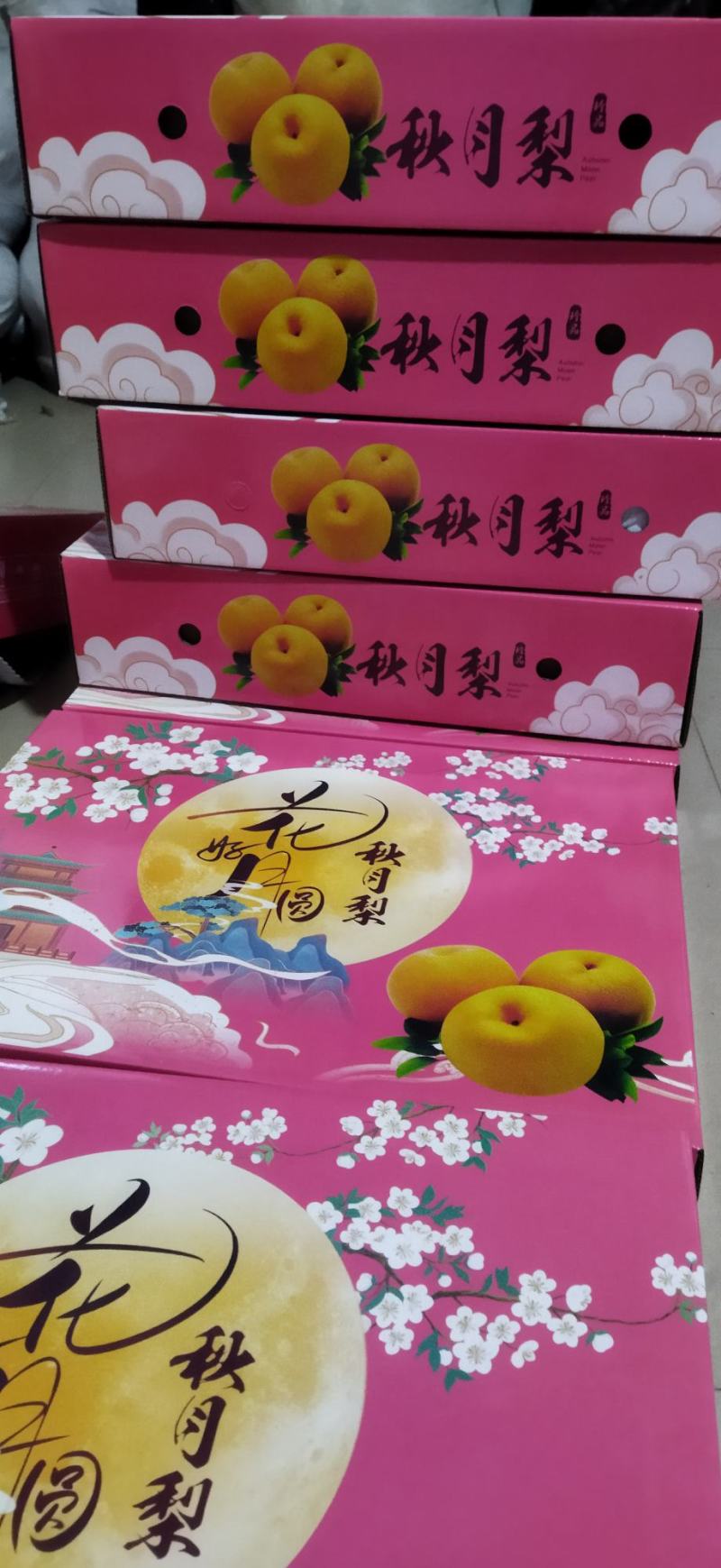 山东省秋月梨，品质好，货量70以上的