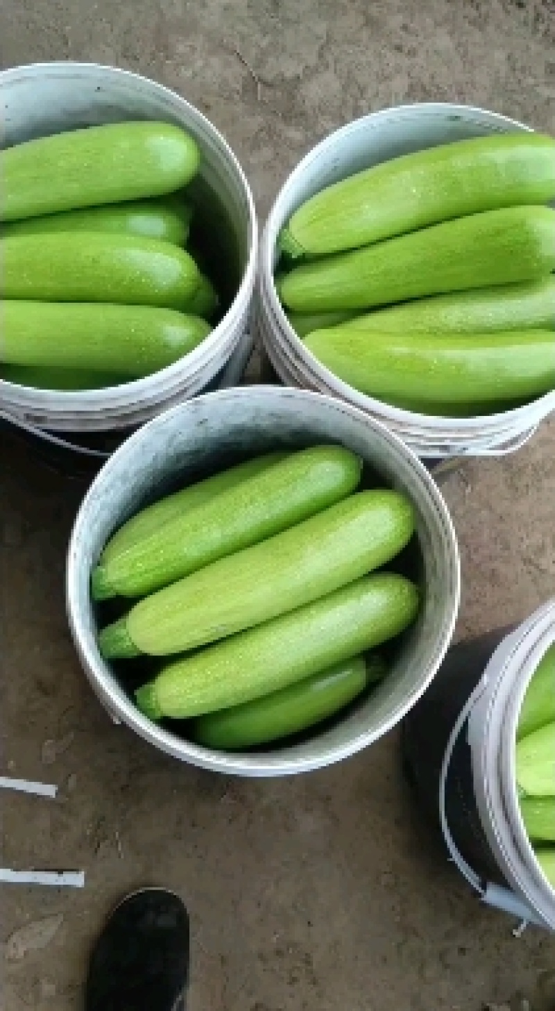 翠绿色西葫芦种子圣保罗耐低温春秋越冬茬产量尚