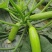 翠绿色西葫芦种子圣保罗耐低温春秋越冬茬产量尚