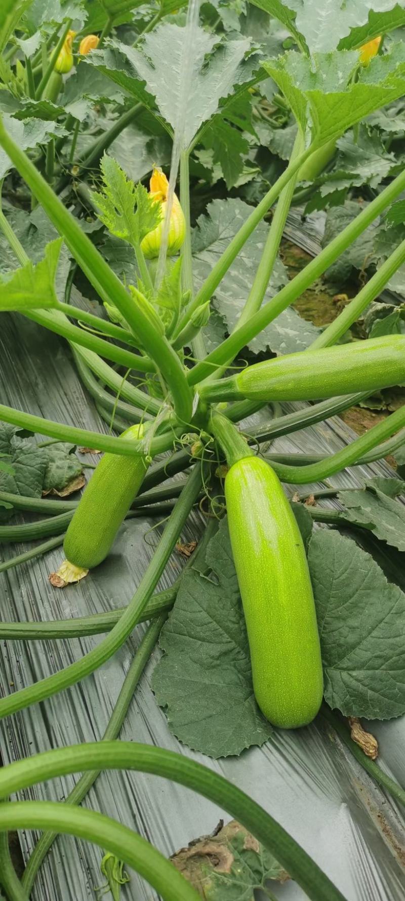 翠绿色西葫芦种子圣保罗耐低温春秋越冬茬产量尚