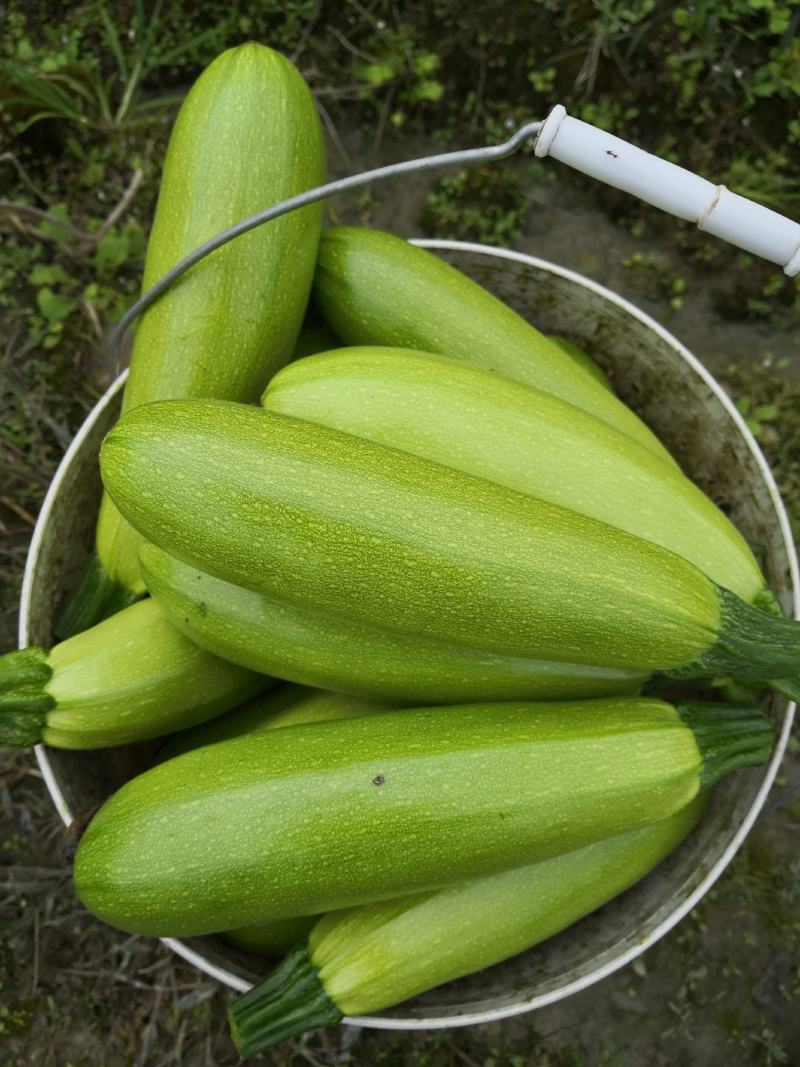 翠绿色西葫芦种子圣保罗耐低温春秋越冬茬产量尚