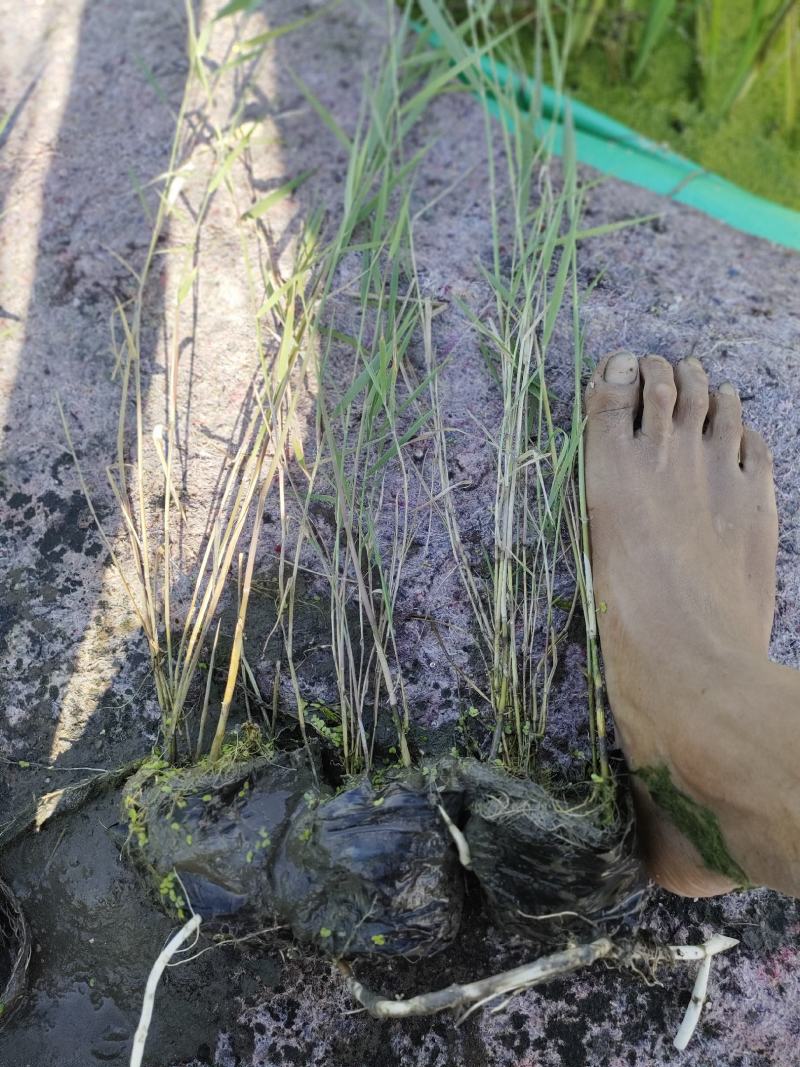 园林绿化，水生植物，芦苇杯苗。