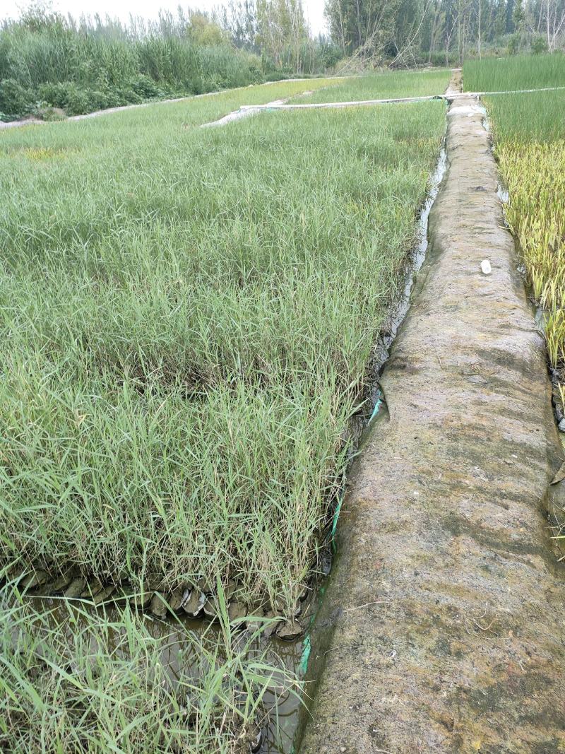 园林绿化，水生植物，芦苇杯苗。