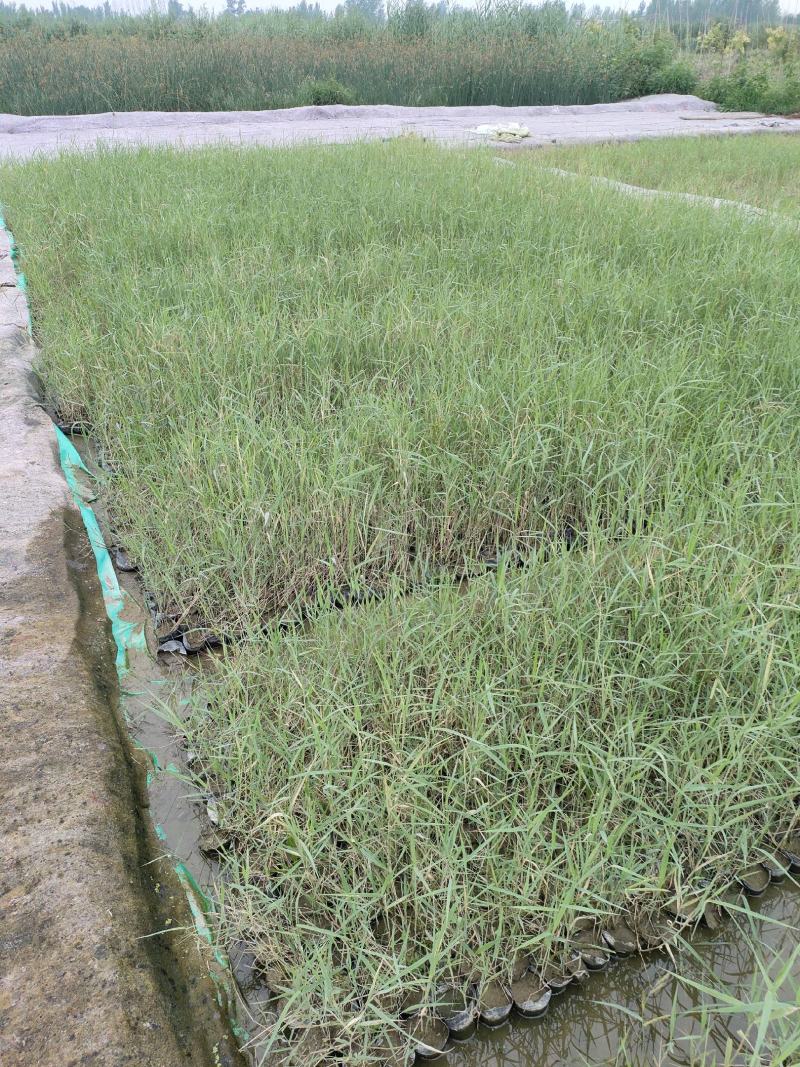 园林绿化，水生植物，芦苇杯苗。