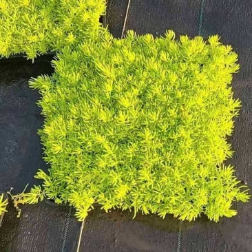 供应金叶佛甲草托盘苗，佛甲草枝条