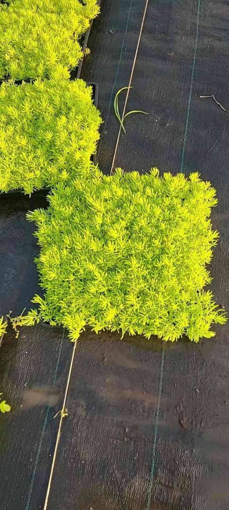 供应金叶佛甲草托盘苗，佛甲草枝条