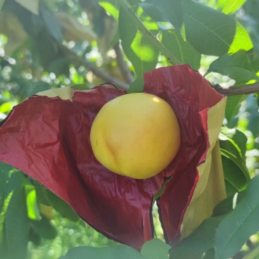 精品油八大量有货，全国代发，保证质量