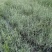 园林绿化，水生植物，芦苇杯苗。
