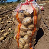 精品坝上土豆大量上市，各种品种，品质好