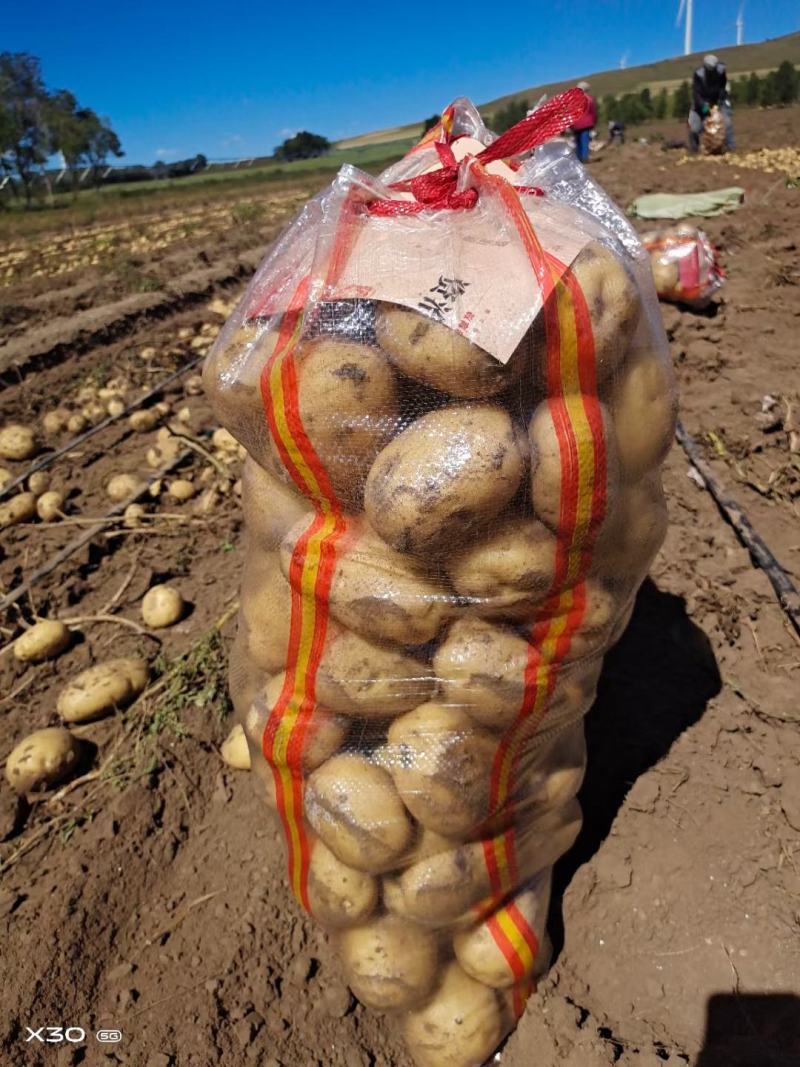 精品坝上土豆大量上市，各种品种，品质好