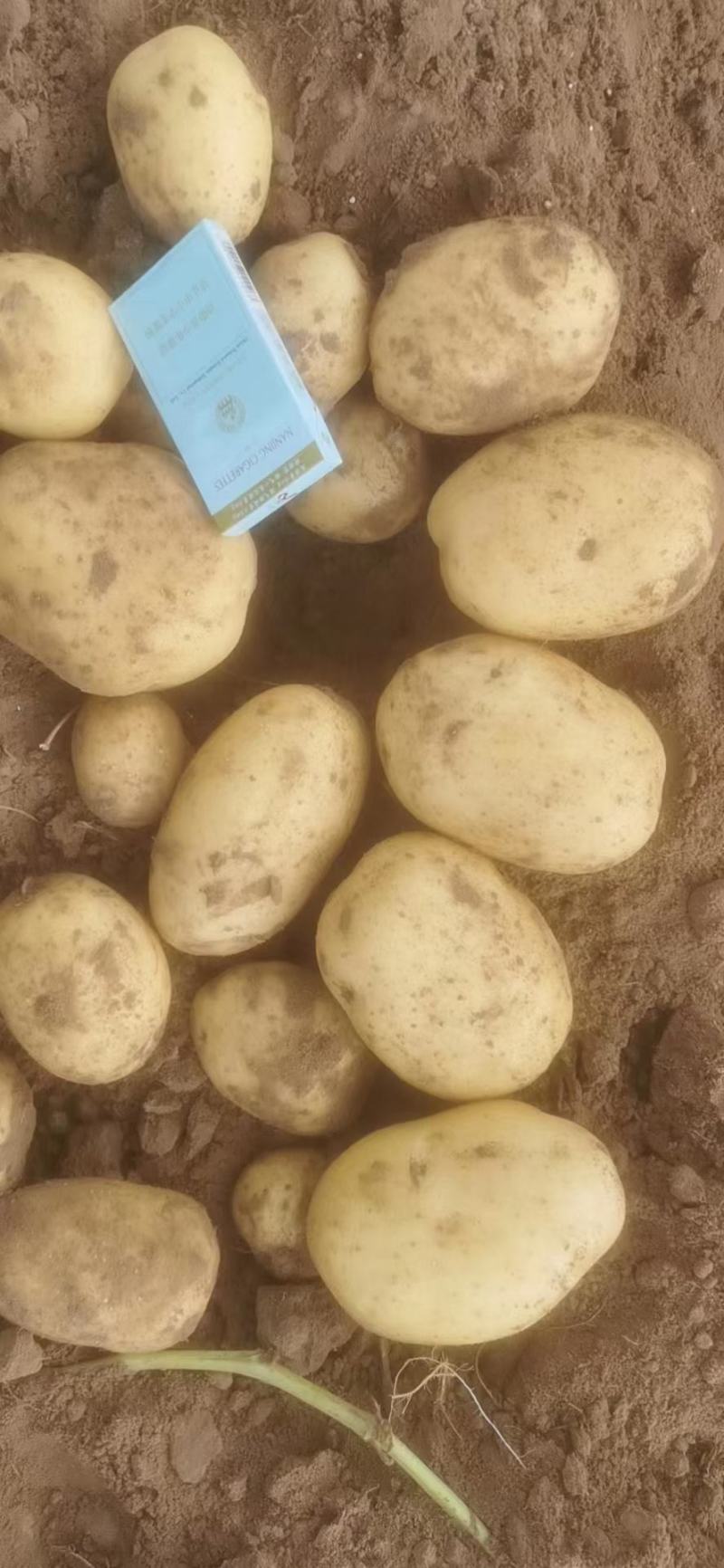 精品坝上土豆大量上市，各种品种，品质好