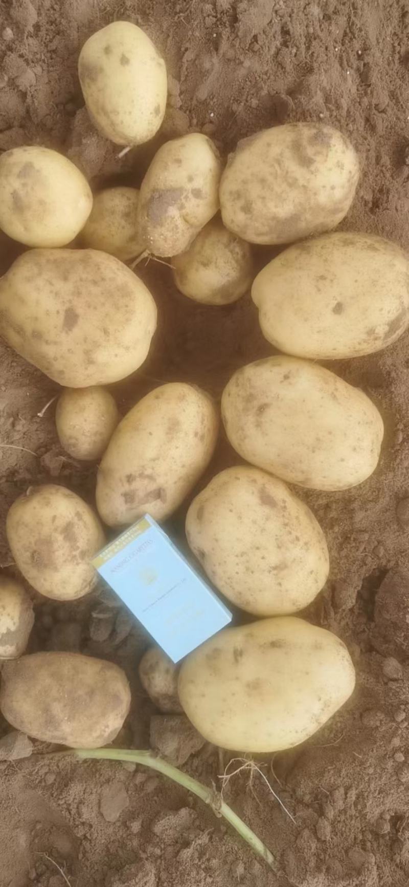 精品坝上土豆大量上市，各种品种，品质好
