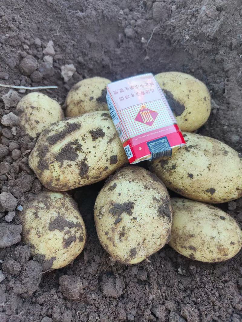 精品坝上土豆大量上市，各种品种，品质好