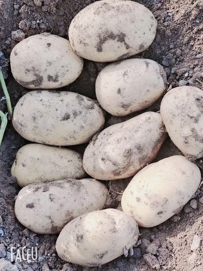 精品坝上土豆大量上市，各种品种，品质好
