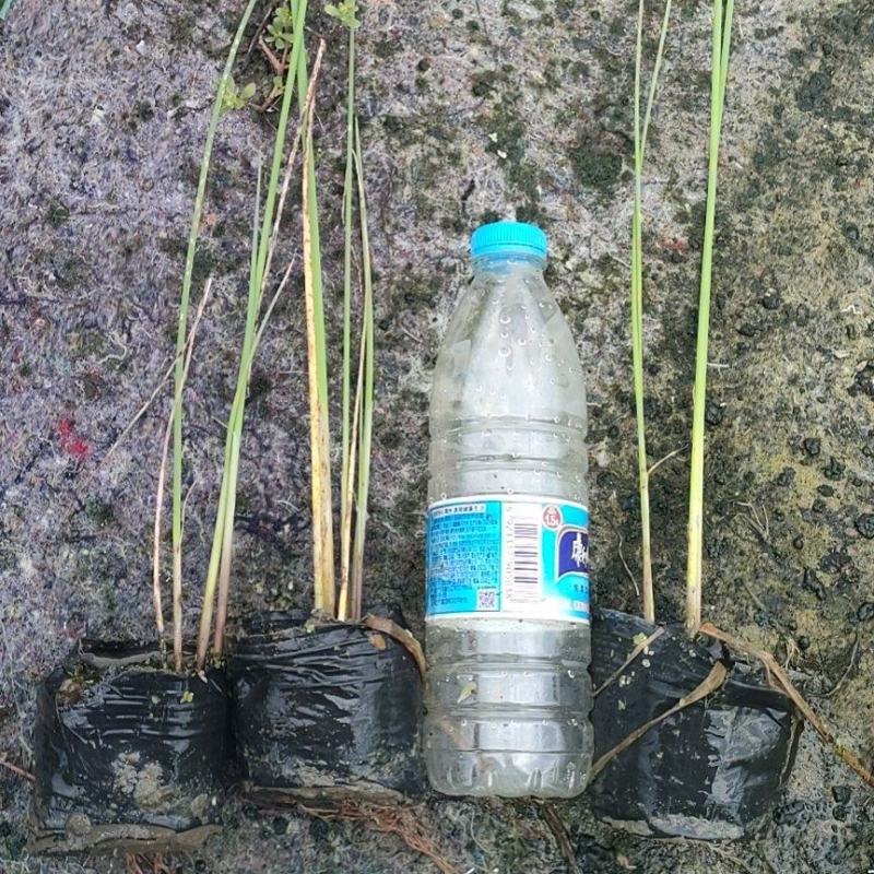 园林绿化，水生植物，杯苗水葱。