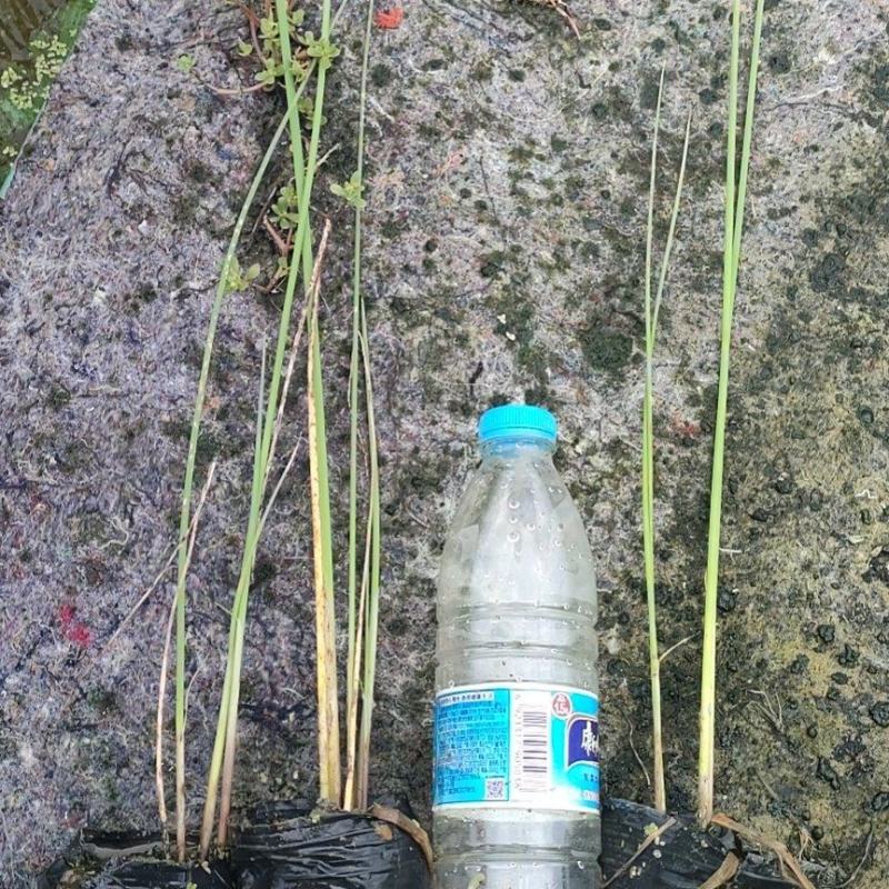 园林绿化，水生植物，杯苗水葱。