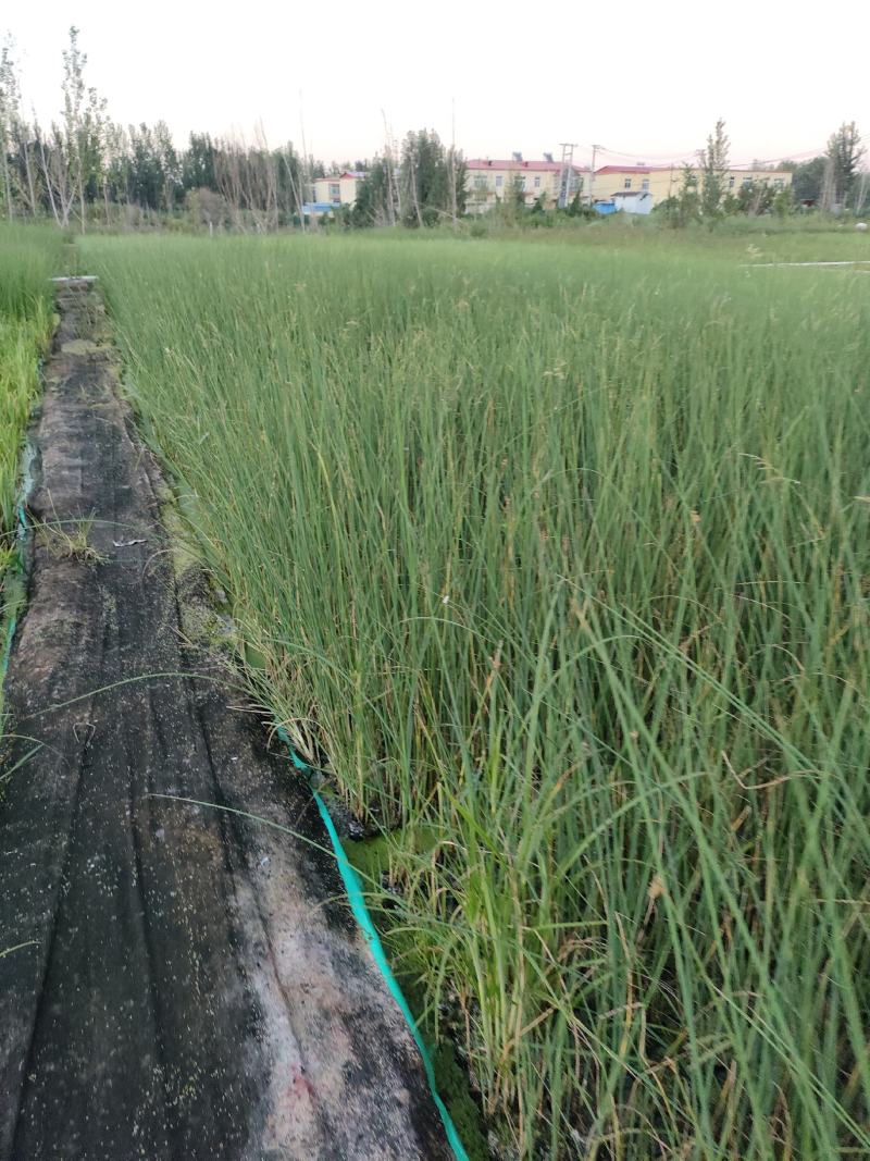 园林绿化，水生植物，杯苗水葱。