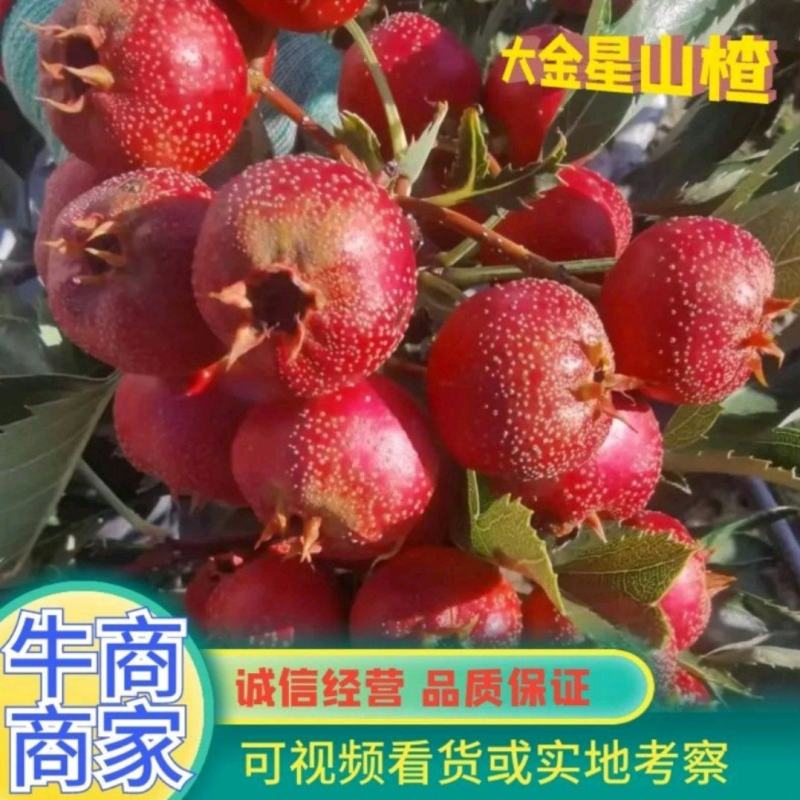 出售山楂果大金星山楂果山楂果量大批发箱子装