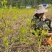 湖南莓茶，基地直发对接全国，可实地考察视频看货，欢迎来电