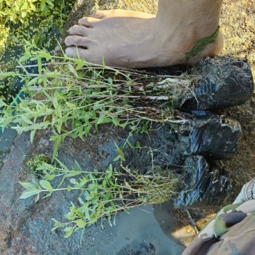 园林绿化，水生植物，杯苗千屈菜