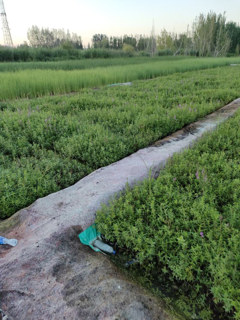 园林绿化，水生植物，杯苗千屈菜