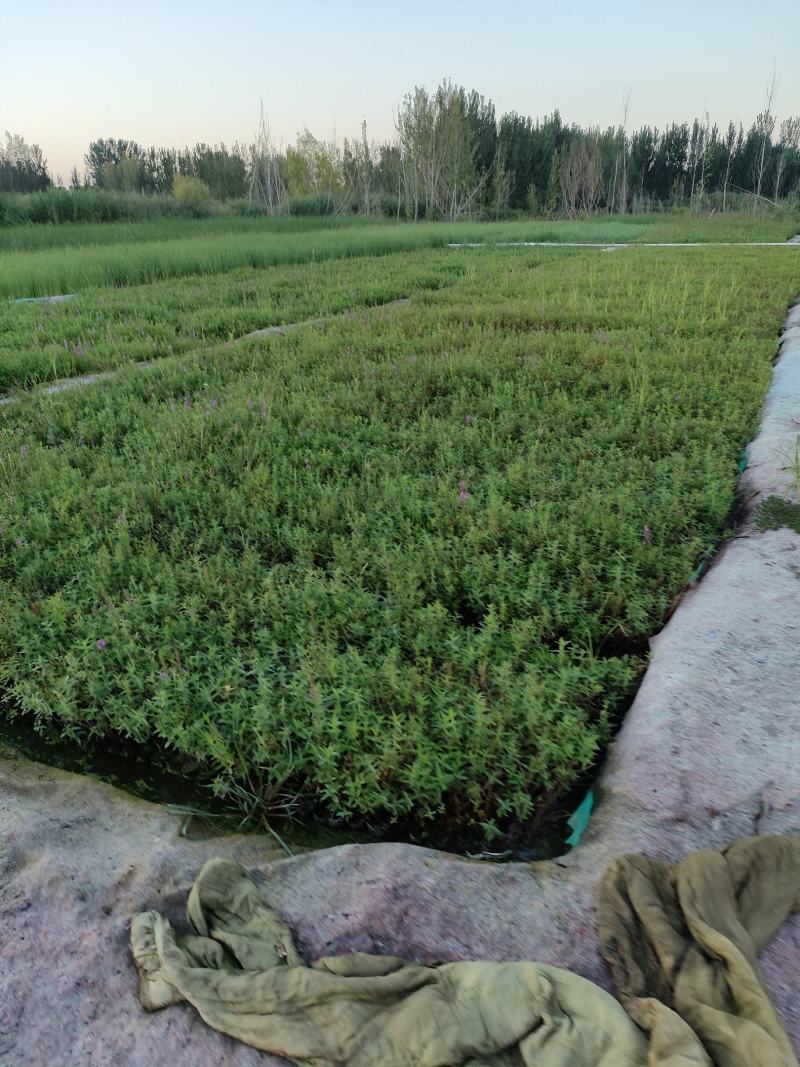 园林绿化，水生植物，杯苗千屈菜