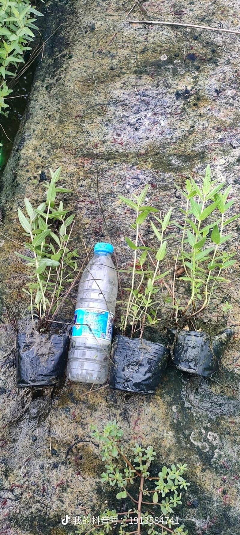 园林绿化，水生植物，杯苗千屈菜