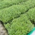 园林绿化，水生植物，杯苗千屈菜