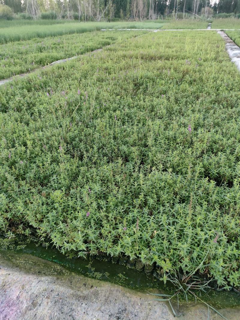 园林绿化，水生植物，杯苗千屈菜