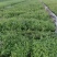 园林绿化，水生植物，杯苗千屈菜