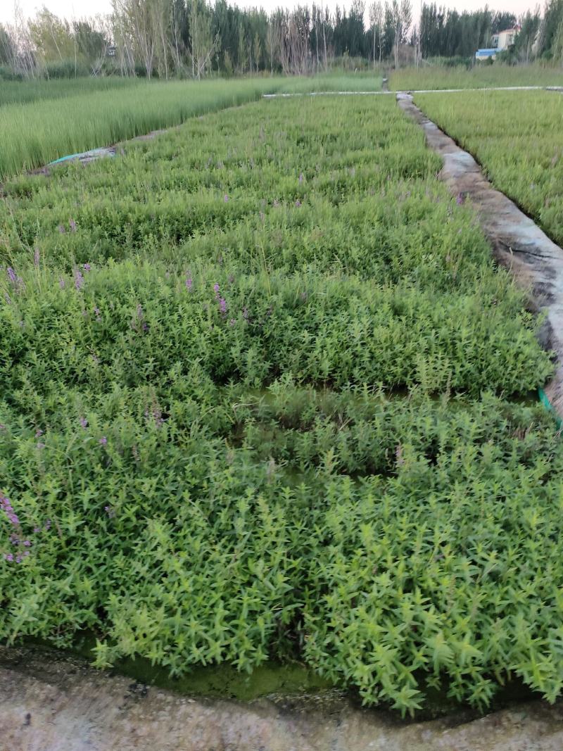 园林绿化，水生植物，杯苗千屈菜