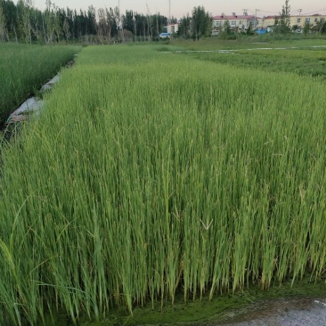 园林绿化，水生植物，杯苗香蒲