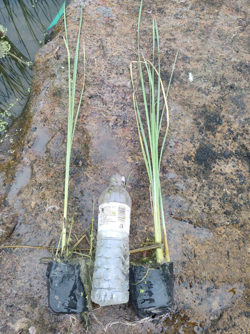 园林绿化，水生植物，杯苗香蒲