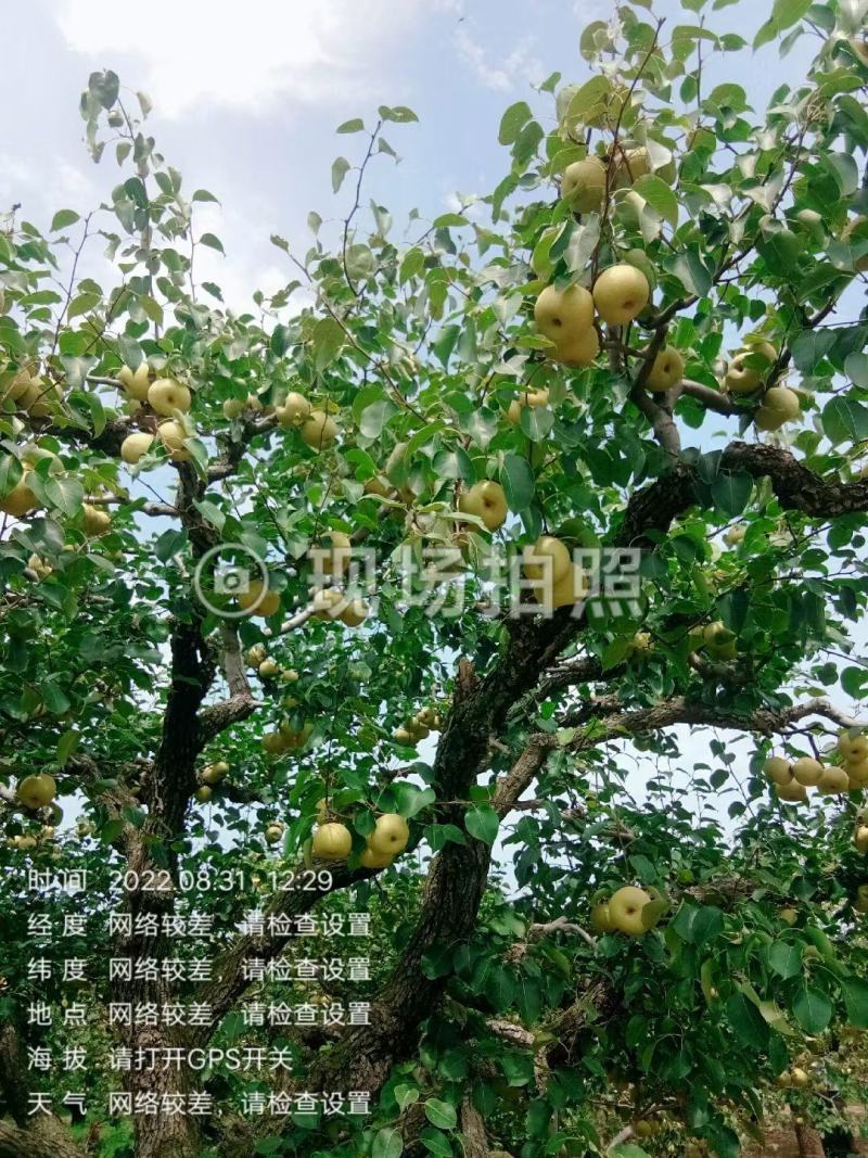 宁陵金顶谢花酥梨大量上市，欢迎全国客商采购，真诚合作愉快