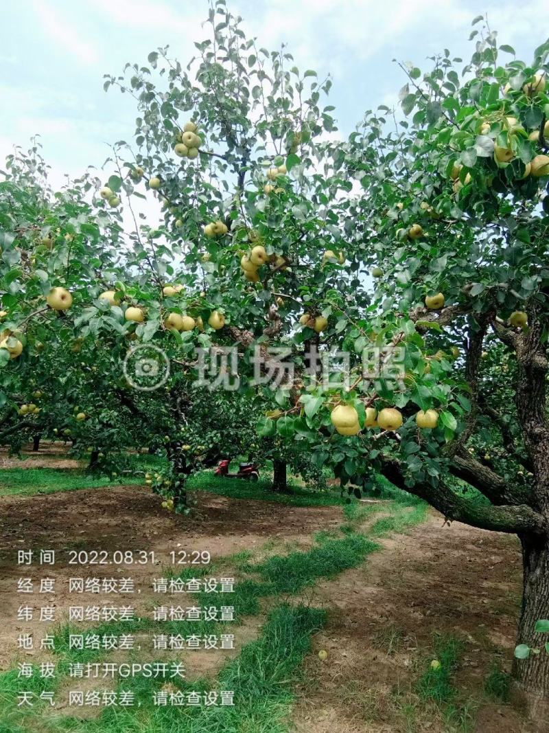 宁陵金顶谢花酥梨大量上市，欢迎全国客商采购，真诚合作愉快