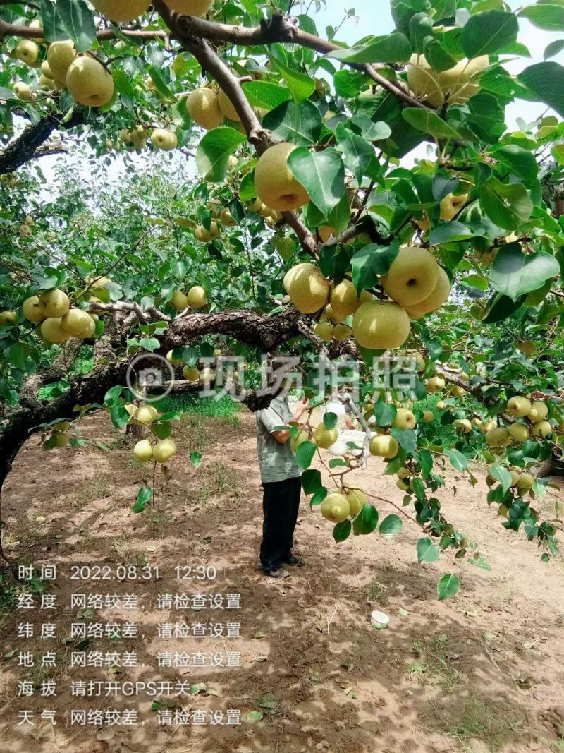 宁陵金顶谢花酥梨大量上市，欢迎全国客商采购，真诚合作愉快