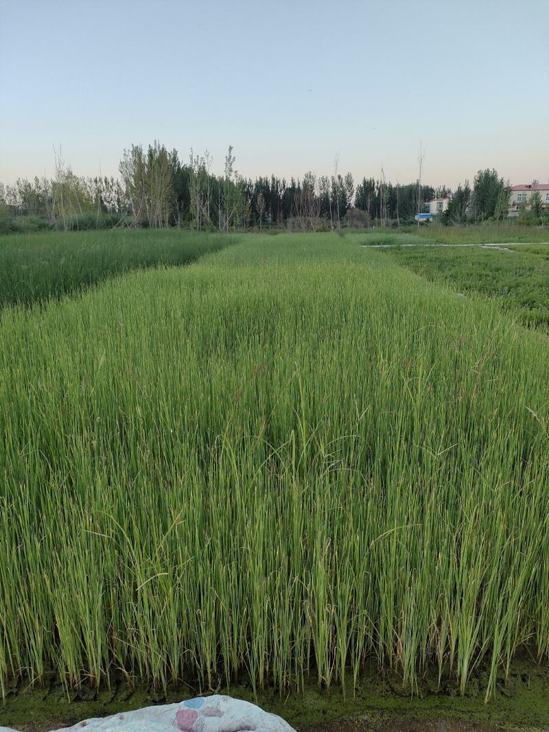 园林绿化，水生植物，杯苗香蒲