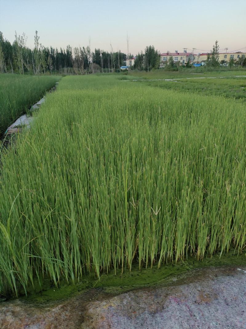 园林绿化，水生植物，杯苗香蒲