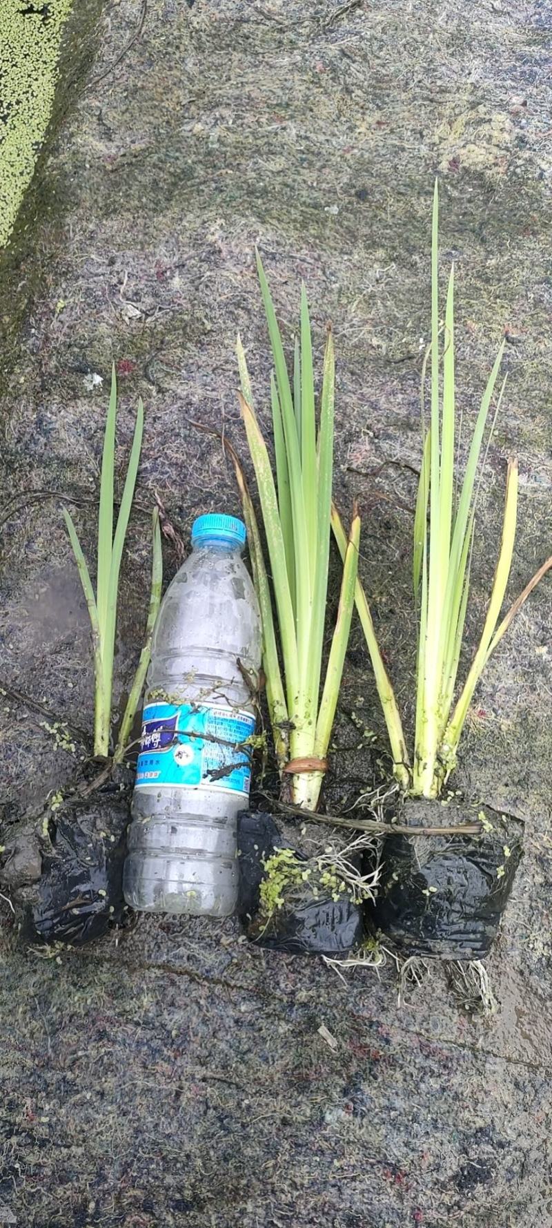 园林绿化，水生植物，杯苗菖蒲
